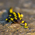 Foto: Uwe Schmietainski