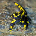 Foto: Uwe Schmietainski