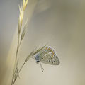 Foto: Peter Liebthal