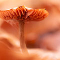 Foto: Peter Liebthal
