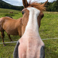 Ich glaub, mich knutscht ein Pferd - Thüringen, Deutschland