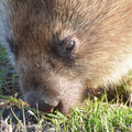 Nacktnasenwombat - Tasmanien, Australien