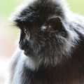 Silberlangur - Indonesien