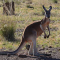 Rotes Riesenkänguru - Queensland, Australien