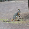 Gelbfüßiges Rockwallaby - South Australia, Australien