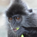 Silberlangur - Indonesien