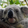 Koala - Australien