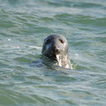 Kegelrobbe - Helgoland, Deutschland