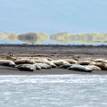 Kegelrobben - Island