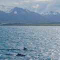 Wale im Fjord - Island