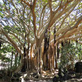 Dieser alte Ficus socotrana beeindruckt durch seine vielen Luftwurzeln.