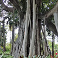 Ein riesiger, uralter Ficus macrophylla fo. columnaris wirkt eher wie ein Wald ...