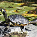 Wasserschildkröte - diese Gattung beindruckt den Fotografen durch tolle Posen.