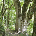 Biogradsga Gora Nationalpark - Rundwanderweg unter alten Bäumen