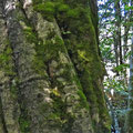 Biogradsga Gora Nationalpark - einige der Bäume sind sehr beeindruckend.