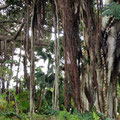 Jardin de Aclimatación de La Orotava - Ein weiterer Ficus macrophylla fo. columnaris mit ...