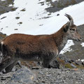 Sierra Nevada - junger iberischer Steinbock