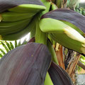 ... Bananen. Von der Blüte bis zur reifen Frucht sind alle Stadien vorhanden.
