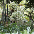 Jardin de Aclimatación de La Orotava - ein "must see" für Pflanzenfreunde!