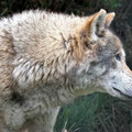 Lobopark - europäischer Grauwolf