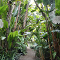 Jardin de Aclimatación de La Orotava - Weg durch den Bananenwald