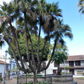 Interessante Palme auf dem Dorfplatz