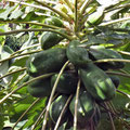 Jardin de la Marquesa - kleiner Nutzgarten mit Papayas und ...