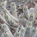 Jandía-Wolfsmilch (Euphorbia handiensis) - wächst nur auf der Jandia Halbinsel