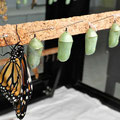 Mariposario del Drago - Kinderstube der Schmetterlinge. Puppen und ein junger Monarchfalter