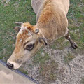 Psarades - Besuch von einem Prespa Rind.