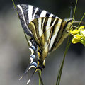 Congost de Mont Rebei - hier gibt es viele Schmetterlinge wie diesen Schwalbenschwanz ...