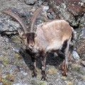 Sierra Nevada - iberischer Steinbock