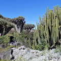 Große Euphorbia vor Drachenbäumen.