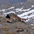 Eine Herde iberische Steinböcke auf einem Berggrad.