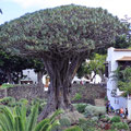 Parque del Drago und seine Hauptattraktion der uralte Drachenbaum