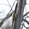 Picchio verde (Picus viridis)
