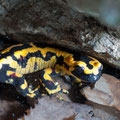 Salamandra pezzata (Salamandra salamandra)