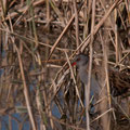 Porciglione (Rallus aquaticus)