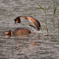 Svasso maggiore (Podiceps cristatus) - accoppiamento