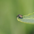 Heliophanus aeneus - Springspinne - 2025