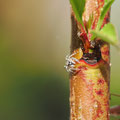 Springspinne an Pfirsichbaum