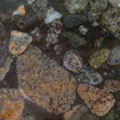 Marinace