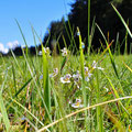 noch was für Bienen