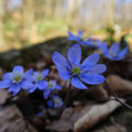 Leberblümchen...