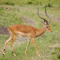 Schwarzfersenantilope - Impala - Aepyceros melampus