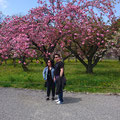 Cherry blossom of Nijo-jo Castle
