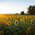 LES SAVONS DU COIN - Tournesol