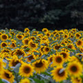 LES SAVONS DU COIN - Tournesol