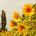 LES SAVONS DU COIN - Tournesol