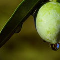 LES SAVONS DU COIN - Olive